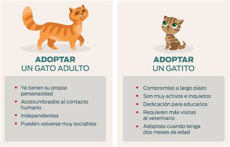 se regalan gatitos|Adopta un gato .